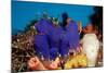 Sea Squirt Tunicates on a Coral Reef (Ascidia), Pacific Ocean, Panglao Island.-Reinhard Dirscherl-Mounted Photographic Print