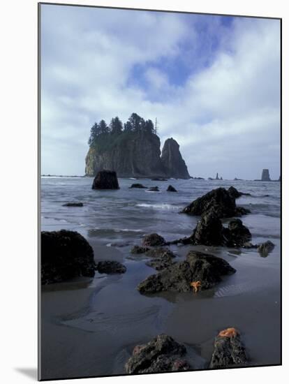 Sea Stacks and Sea Stars on Second Beach, Olympic National Park, Washington, USA-Jamie & Judy Wild-Mounted Premium Photographic Print