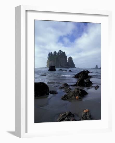 Sea Stacks and Sea Stars on Second Beach, Olympic National Park, Washington, USA-Jamie & Judy Wild-Framed Photographic Print