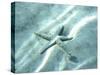 Sea Star Abstract-Georgienne Bradley-Stretched Canvas
