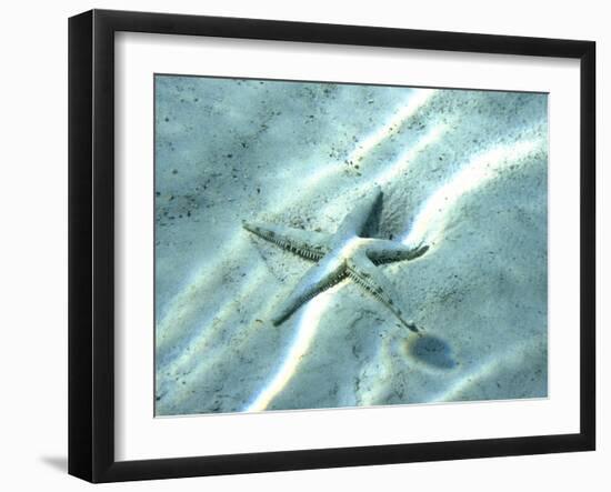 Sea Star Abstract-Georgienne Bradley-Framed Photographic Print