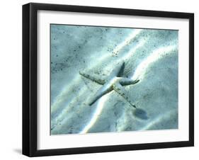 Sea Star Abstract-Georgienne Bradley-Framed Photographic Print