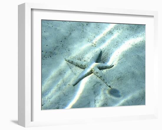 Sea Star Abstract-Georgienne Bradley-Framed Photographic Print