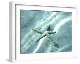 Sea Star Abstract-Georgienne Bradley-Framed Photographic Print