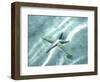 Sea Star Abstract-Georgienne Bradley-Framed Photographic Print