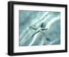 Sea Star Abstract-Georgienne Bradley-Framed Photographic Print