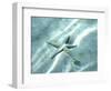 Sea Star Abstract-Georgienne Bradley-Framed Photographic Print