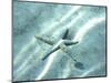 Sea Star Abstract-Georgienne Bradley-Mounted Photographic Print