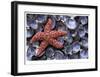 Sea Star and Clam Shells-Donald Paulson-Framed Giclee Print