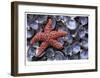Sea Star and Clam Shells-Donald Paulson-Framed Giclee Print
