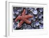 Sea Star and Clam Shells-Donald Paulson-Framed Giclee Print