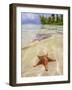 Sea star at Starfish Point, North Side, Grand Cayman, Cayman Islands-Karol Kozlowski-Framed Photographic Print