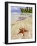 Sea star at Starfish Point, North Side, Grand Cayman, Cayman Islands-Karol Kozlowski-Framed Photographic Print