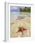 Sea star at Starfish Point, North Side, Grand Cayman, Cayman Islands-Karol Kozlowski-Framed Photographic Print