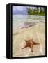 Sea star at Starfish Point, North Side, Grand Cayman, Cayman Islands-Karol Kozlowski-Framed Stretched Canvas