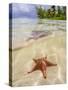 Sea star at Starfish Point, North Side, Grand Cayman, Cayman Islands-Karol Kozlowski-Stretched Canvas