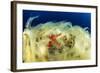 Sea Star (Hacelia Attenuata) on Coral Covered with Mucilage-Franco Banfi-Framed Photographic Print