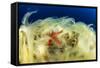 Sea Star (Hacelia Attenuata) on Coral Covered with Mucilage-Franco Banfi-Framed Stretched Canvas