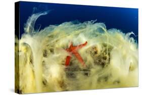 Sea Star (Hacelia Attenuata) on Coral Covered with Mucilage-Franco Banfi-Stretched Canvas