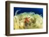 Sea Star (Hacelia Attenuata) on Coral Covered with Mucilage-Franco Banfi-Framed Photographic Print