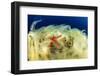 Sea Star (Hacelia Attenuata) on Coral Covered with Mucilage-Franco Banfi-Framed Photographic Print