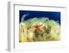 Sea Star (Hacelia Attenuata) on Coral Covered with Mucilage-Franco Banfi-Framed Photographic Print