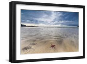 Sea Star in the Clear Water of the Fine Sandy Beach, Skagsanden, Ramberg-Roberto Moiola-Framed Photographic Print