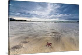 Sea Star in the Clear Water of the Fine Sandy Beach, Skagsanden, Ramberg-Roberto Moiola-Stretched Canvas
