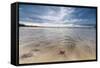 Sea Star in the Clear Water of the Fine Sandy Beach, Skagsanden, Ramberg-Roberto Moiola-Framed Stretched Canvas