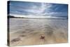 Sea Star in the Clear Water of the Fine Sandy Beach, Skagsanden, Ramberg-Roberto Moiola-Stretched Canvas