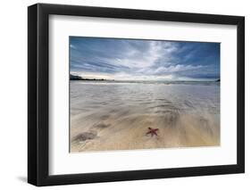 Sea Star in the Clear Water of the Fine Sandy Beach, Skagsanden, Ramberg-Roberto Moiola-Framed Premium Photographic Print