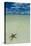 Sea Star in the Sand on the Rock Islands, Palau, Central Pacific, Pacific-Michael Runkel-Stretched Canvas