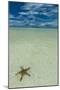 Sea Star in the Sand on the Rock Islands, Palau, Central Pacific, Pacific-Michael Runkel-Mounted Photographic Print