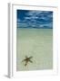 Sea Star in the Sand on the Rock Islands, Palau, Central Pacific, Pacific-Michael Runkel-Framed Photographic Print