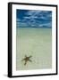 Sea Star in the Sand on the Rock Islands, Palau, Central Pacific, Pacific-Michael Runkel-Framed Photographic Print