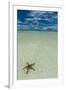 Sea Star in the Sand on the Rock Islands, Palau, Central Pacific, Pacific-Michael Runkel-Framed Photographic Print