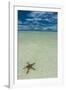 Sea Star in the Sand on the Rock Islands, Palau, Central Pacific, Pacific-Michael Runkel-Framed Photographic Print