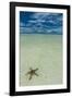 Sea Star in the Sand on the Rock Islands, Palau, Central Pacific, Pacific-Michael Runkel-Framed Photographic Print