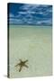 Sea Star in the Sand on the Rock Islands, Palau, Central Pacific, Pacific-Michael Runkel-Stretched Canvas