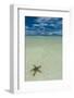 Sea Star in the Sand on the Rock Islands, Palau, Central Pacific, Pacific-Michael Runkel-Framed Photographic Print