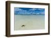 Sea Star in the Sand on the Rock Islands, Palau, Central Pacific, Pacific-Michael Runkel-Framed Photographic Print