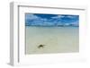 Sea Star in the Sand on the Rock Islands, Palau, Central Pacific, Pacific-Michael Runkel-Framed Photographic Print