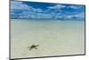 Sea Star in the Sand on the Rock Islands, Palau, Central Pacific, Pacific-Michael Runkel-Mounted Photographic Print