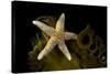 Sea star on kelp, Vevang, Norway-Franco Banfi-Stretched Canvas