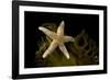 Sea star on kelp, Vevang, Norway-Franco Banfi-Framed Photographic Print