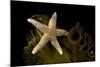 Sea star on kelp, Vevang, Norway-Franco Banfi-Mounted Photographic Print