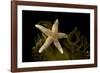 Sea star on kelp, Vevang, Norway-Franco Banfi-Framed Photographic Print