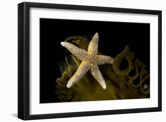 Sea star on kelp, Vevang, Norway-Franco Banfi-Framed Photographic Print