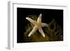 Sea star on kelp, Vevang, Norway-Franco Banfi-Framed Photographic Print