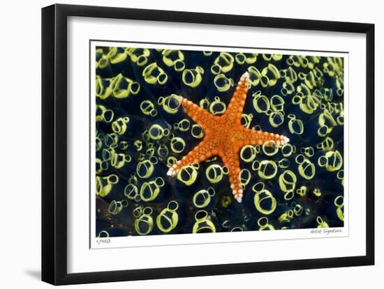 Sea Star on Sea Squirts Colony-Jones-Shimlock-Framed Giclee Print